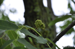 Fraxinus americana 'Autumn Applause' — photo 4